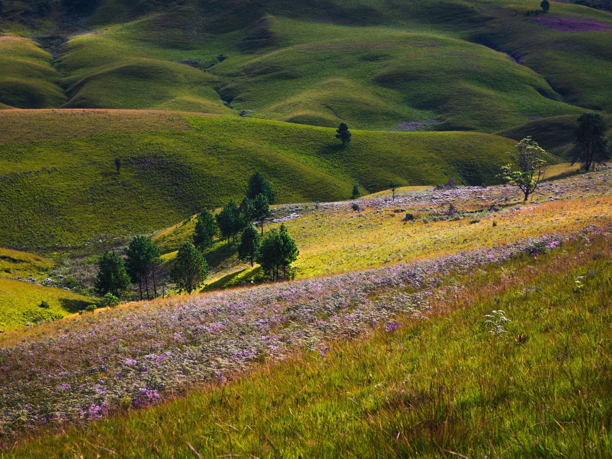 Colinas verdes con flores silvestres de flor violeta en el Parque Nacional de Kitulo