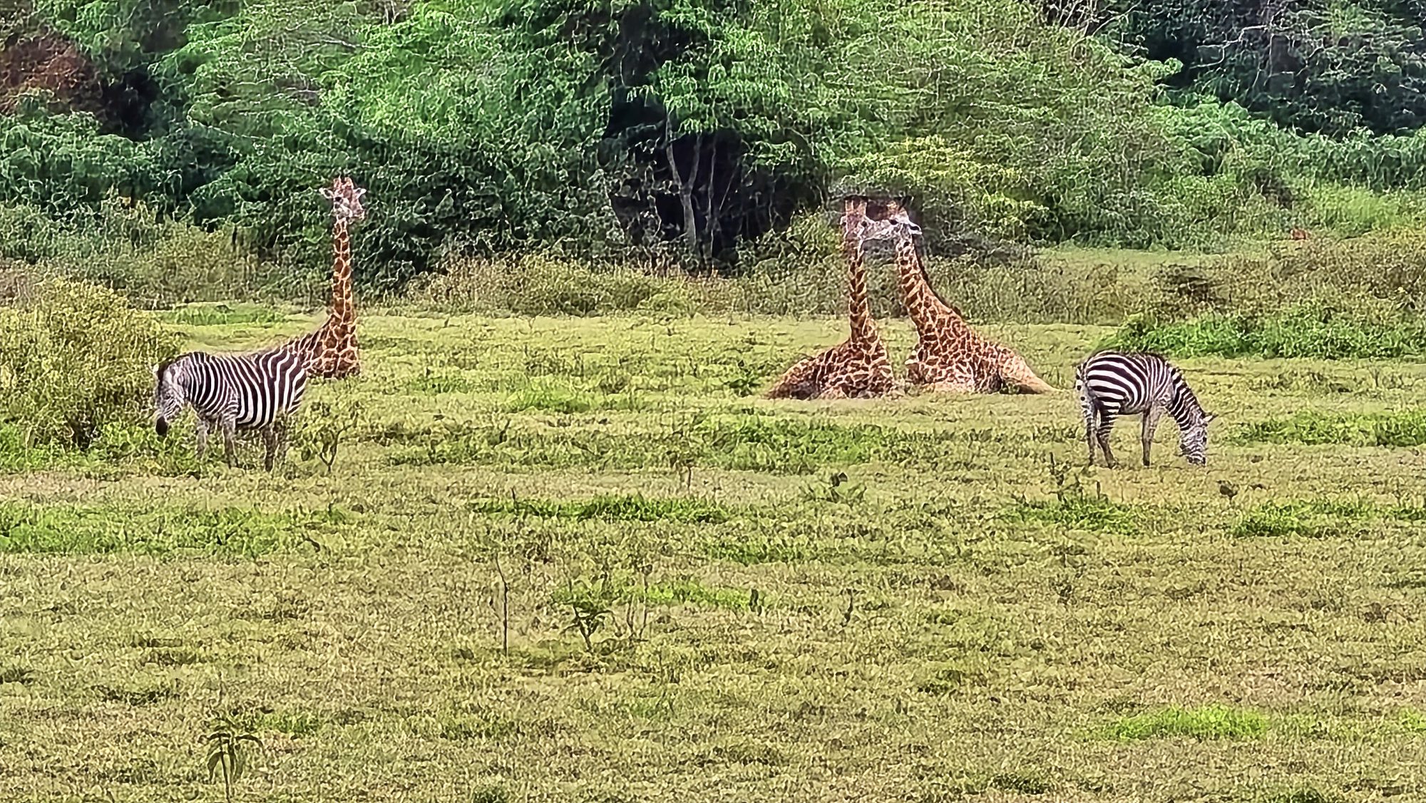 Cebras y jirafas en una pradera verde en el Parque Nacional de Arusha