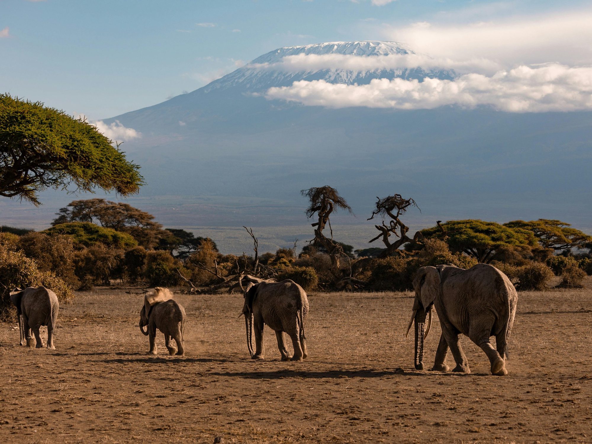 Cuatro elefantes con una cría en una llanura seca ante el nevado Kibo del Kilimanjaro