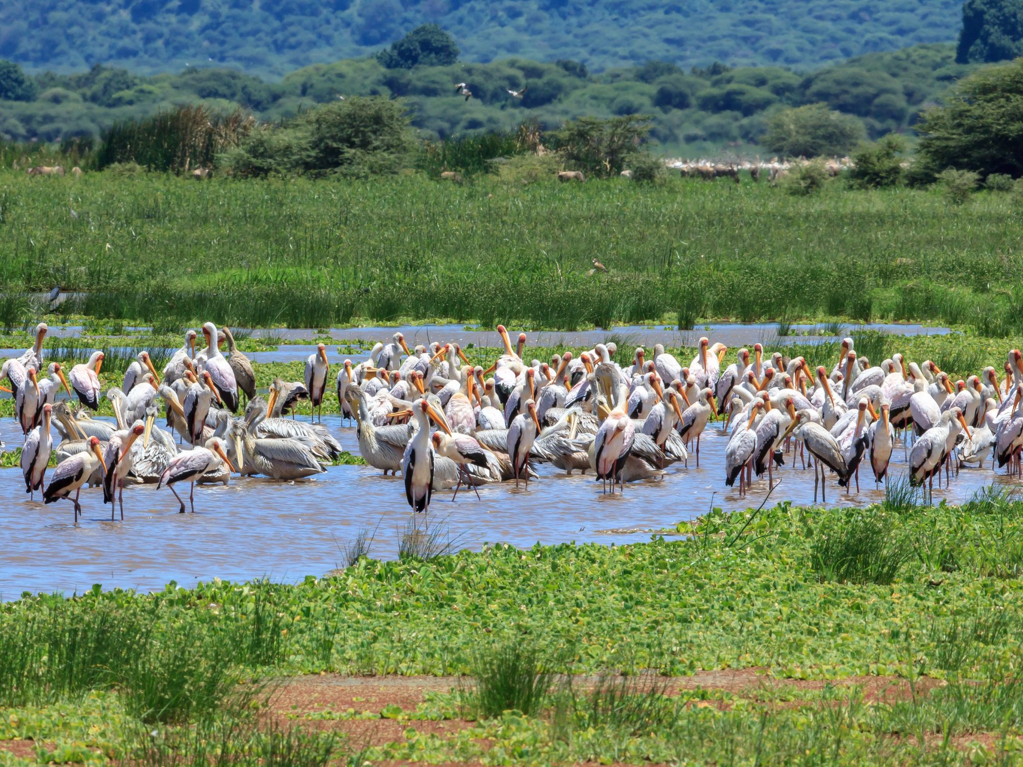 Gran bandada de cigüeñas de pico amarillo y pelícanos en bajíos del Parque Nacional del Lago Manyara
