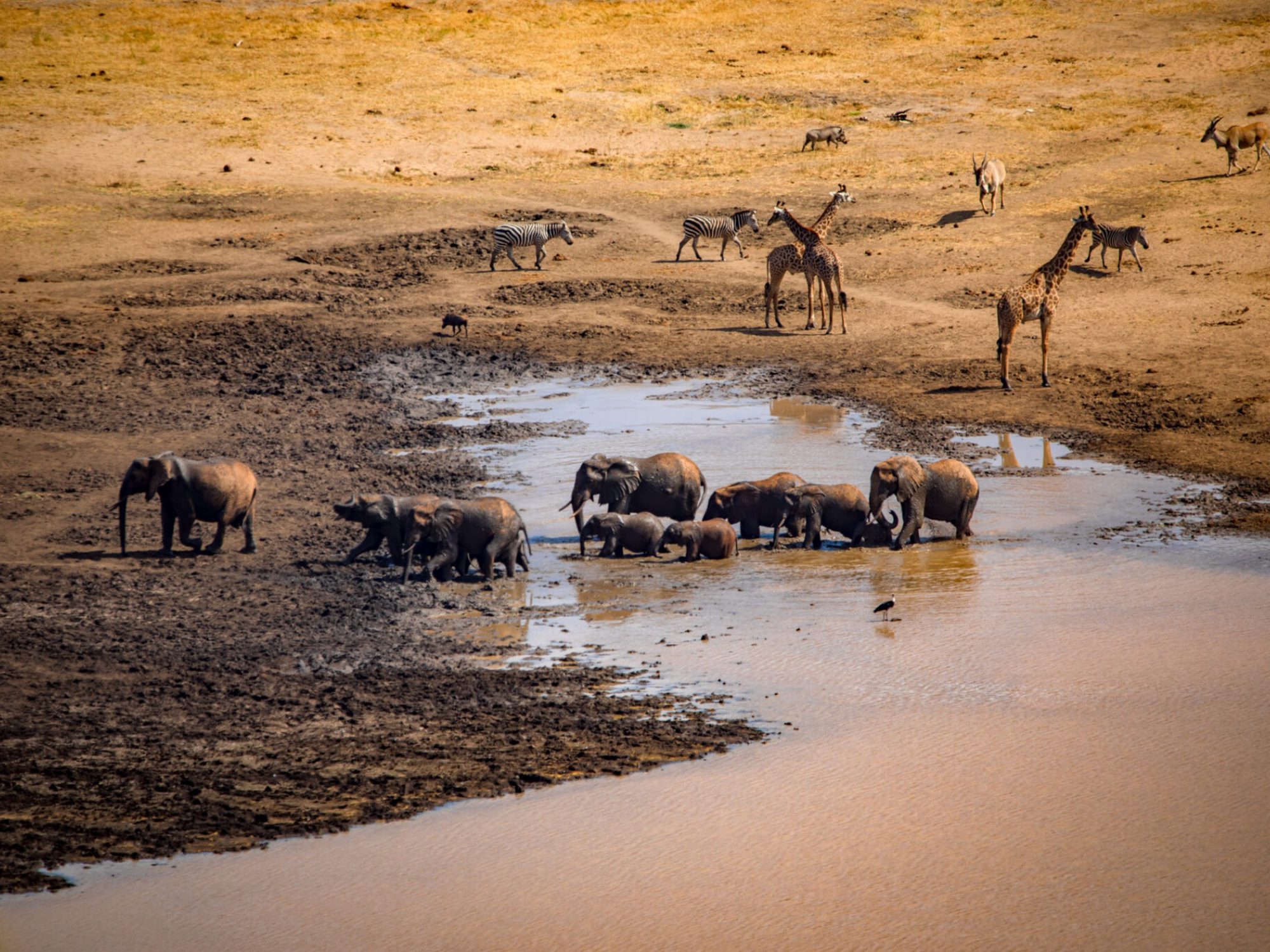 Unos diez elefantes con crías se bañan en un abrevadero fangoso en el Parque Nacional de Mkomazi