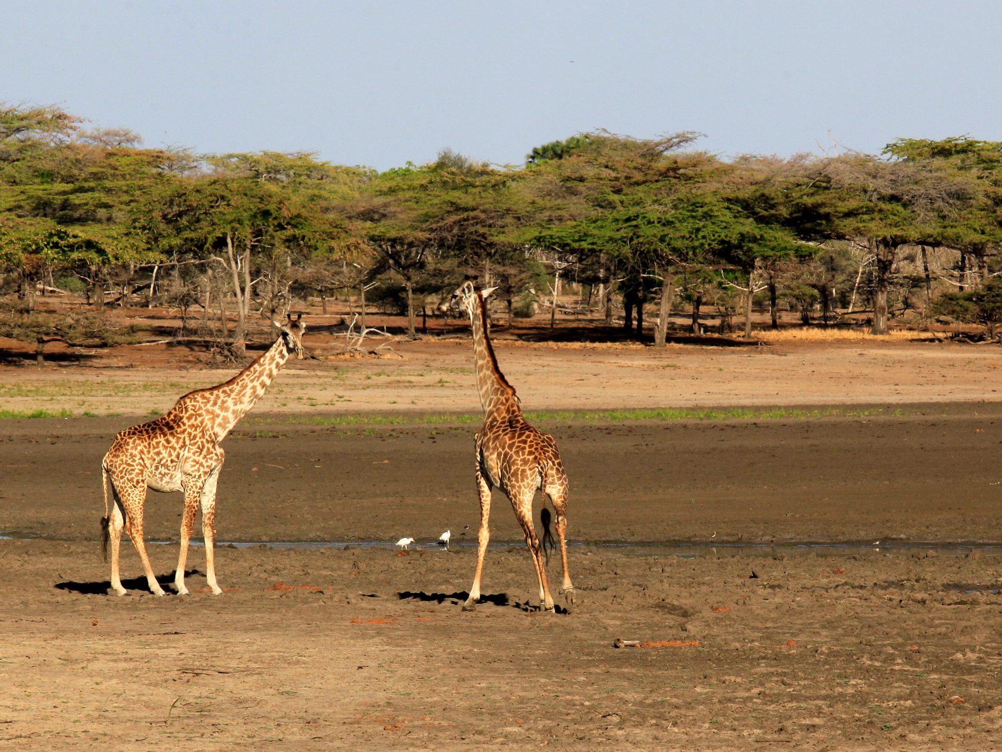 Dos jirafas masái y dos garcetas blancas en un abrevadero fangoso del Parque Nacional de Nyerere