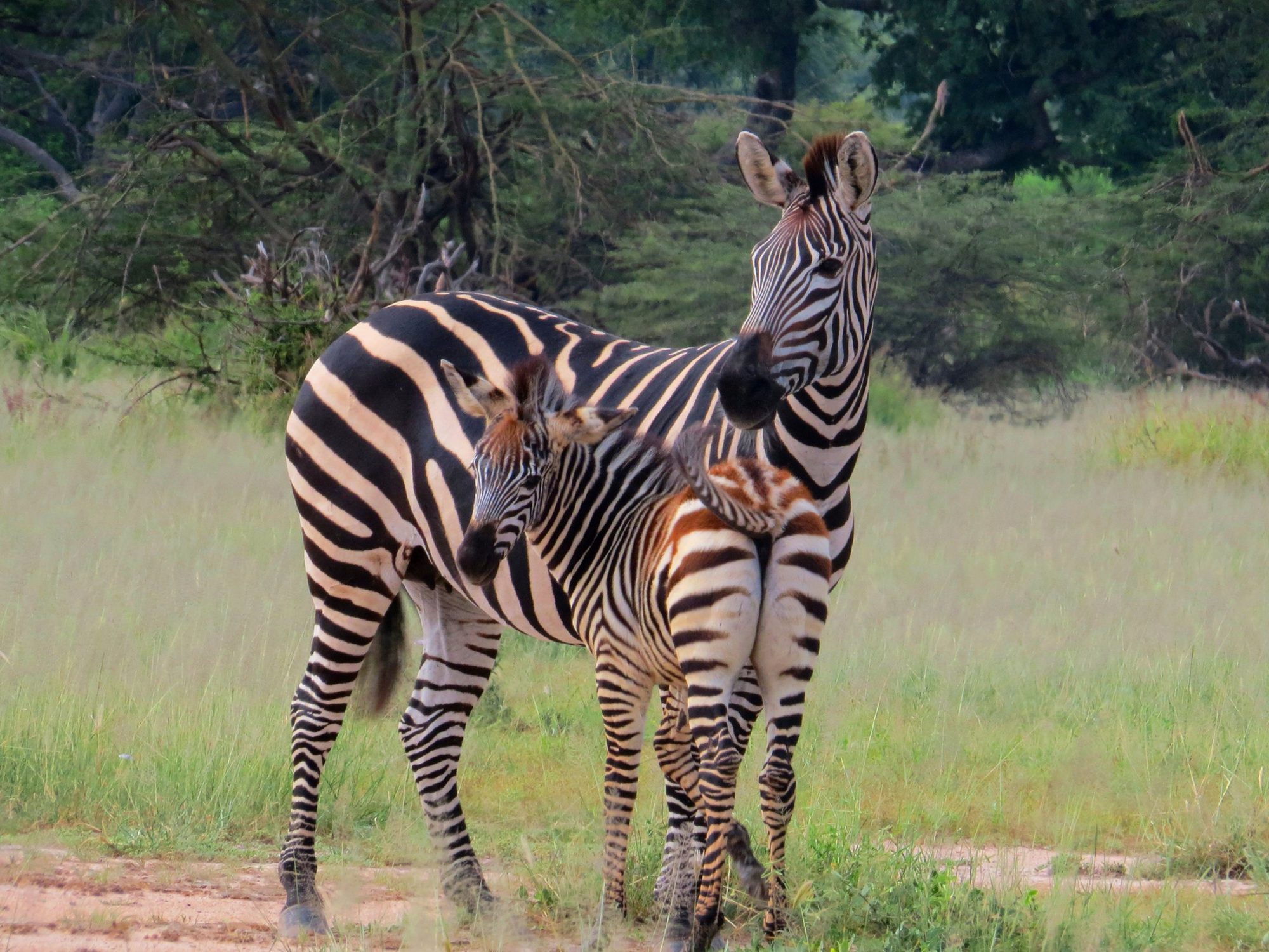 Cebra de llanura con potro en hierba verde y alta en el Parque Nacional de Ruaha