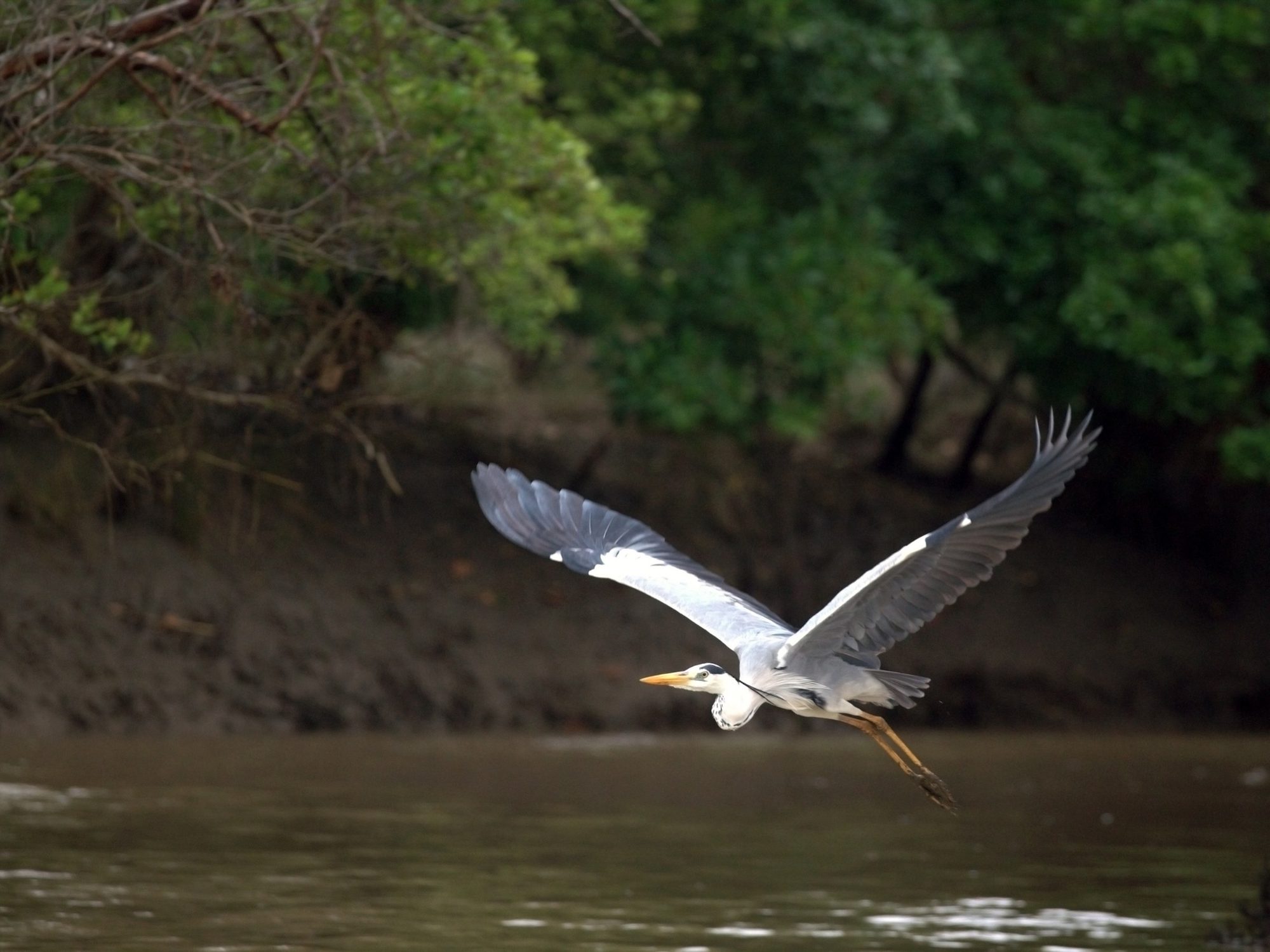 Garza real vuela bajo sobre aguas marrones de un río en el Parque Nacional de Saadani