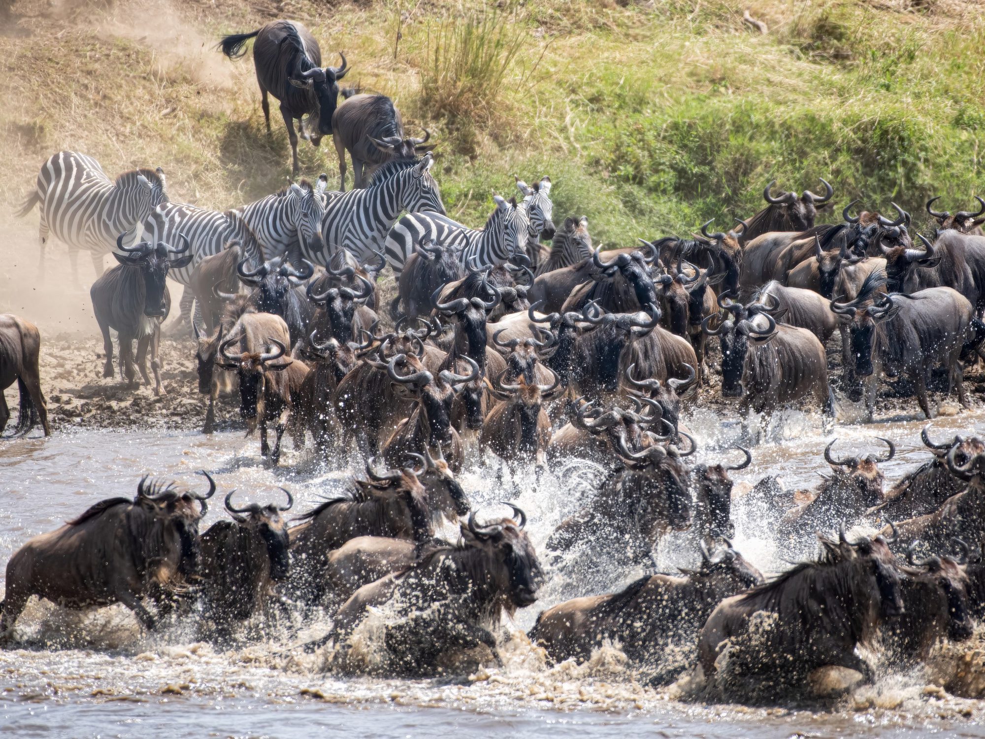 Gran manada de ñus cruzando un río en el Serengeti, cebras y más ñus bajando una orilla polvorienta