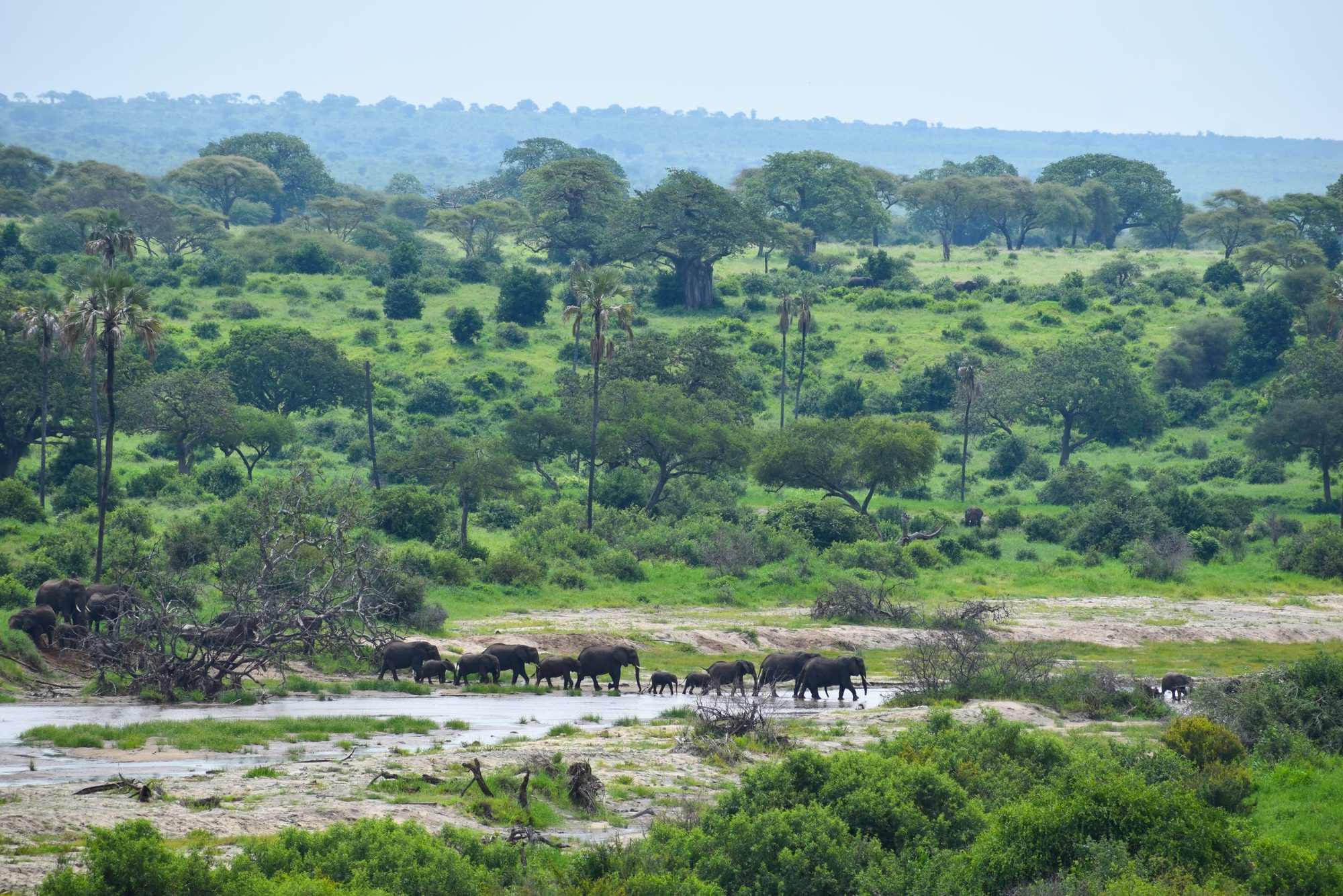 Manada de elefantes con crías caminando por un cauce arenoso en el Parque Nacional de Tarangire, sabana con baobabs detrás