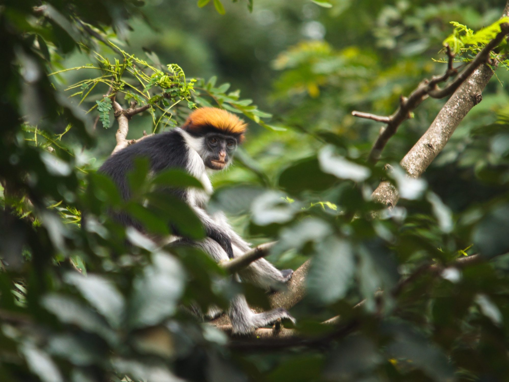 Colobo con corona rojiza sobre una rama en el bosque del Parque Nacional de las Montañas Udzungwa